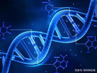深圳為細胞和基因產(chǎn)業(yè)立法 劃定創(chuàng)新與倫理紅線，擬明令禁止生殖基因編輯